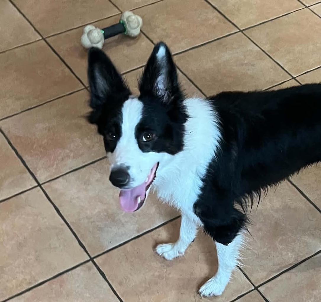 Minnie, adoptable, Adult Female Border Collie.