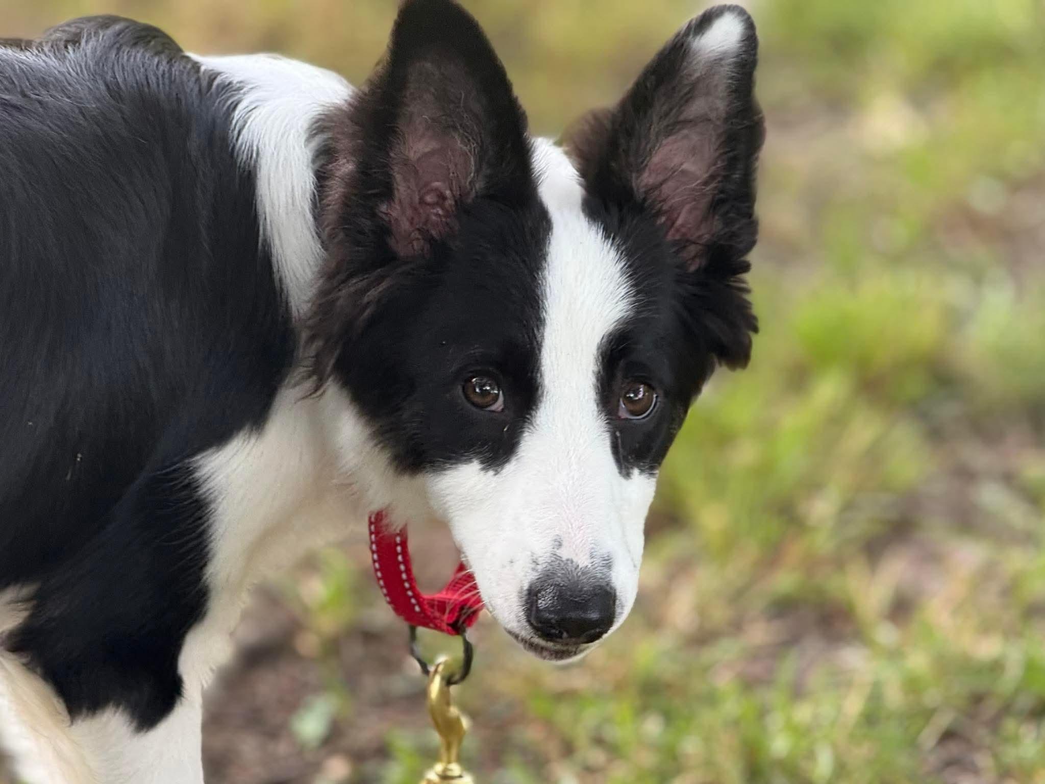 Enlarge Minnie, a Adoptable Border Collie in Chestertown, MD image 2/2