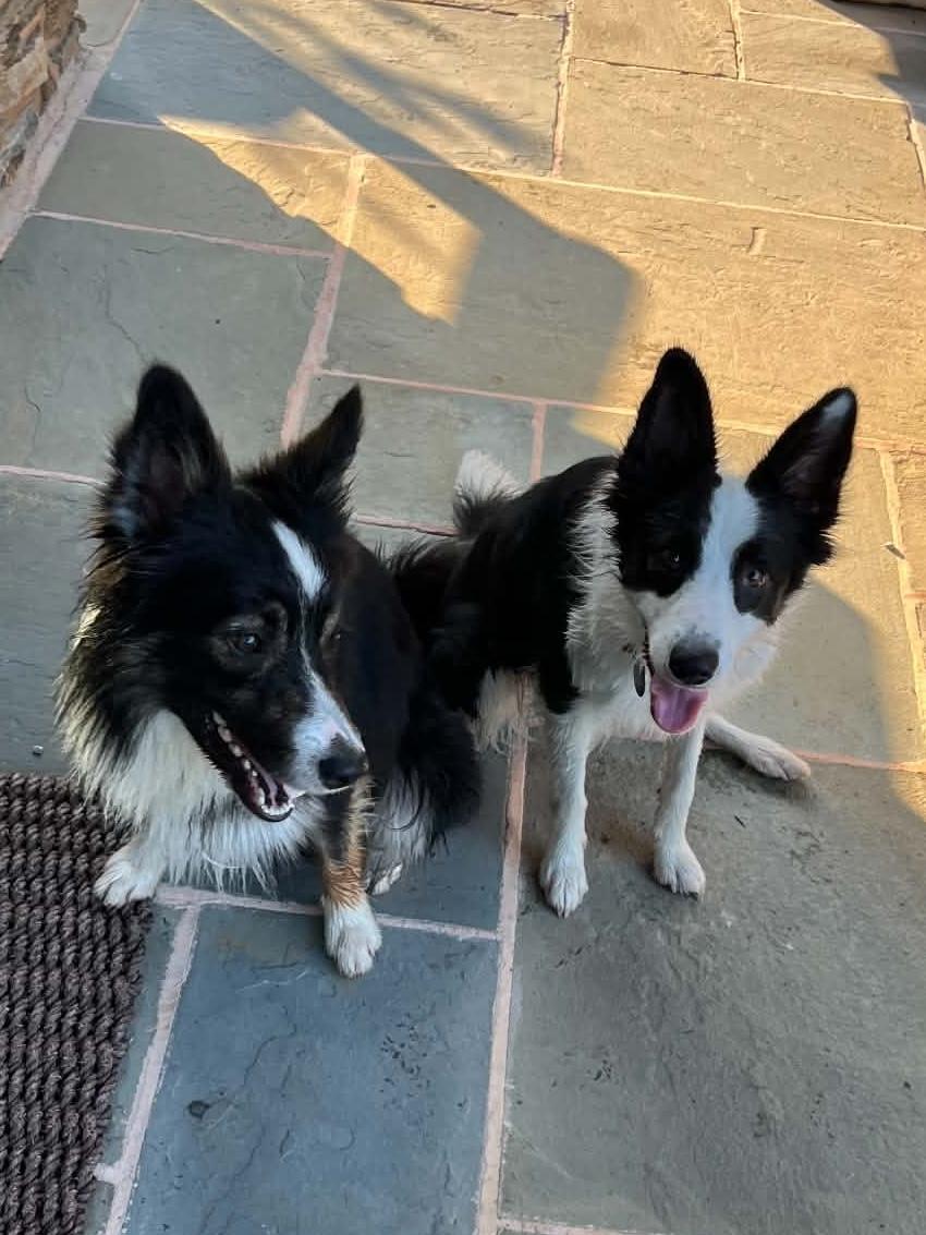 Minnie, an adoptable Border Collie in Chestertown, MD image 3/6