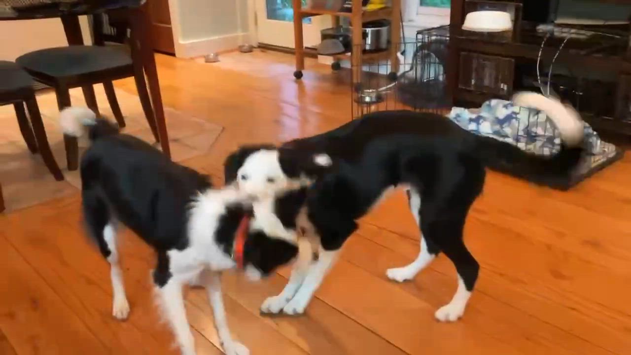 Enlarge Minnie, an adoptable Border Collie in Chestertown, MD video 6/6