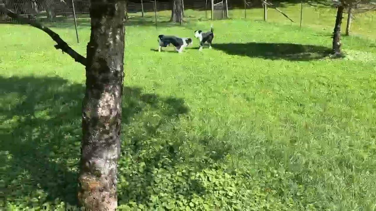 Enlarge Minnie, an adoptable Border Collie in Chestertown, MD video 5/6