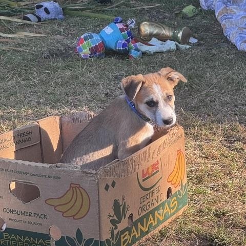 Sandy, an adopted mixed breed in Santa Rosa, CA image 2/3
