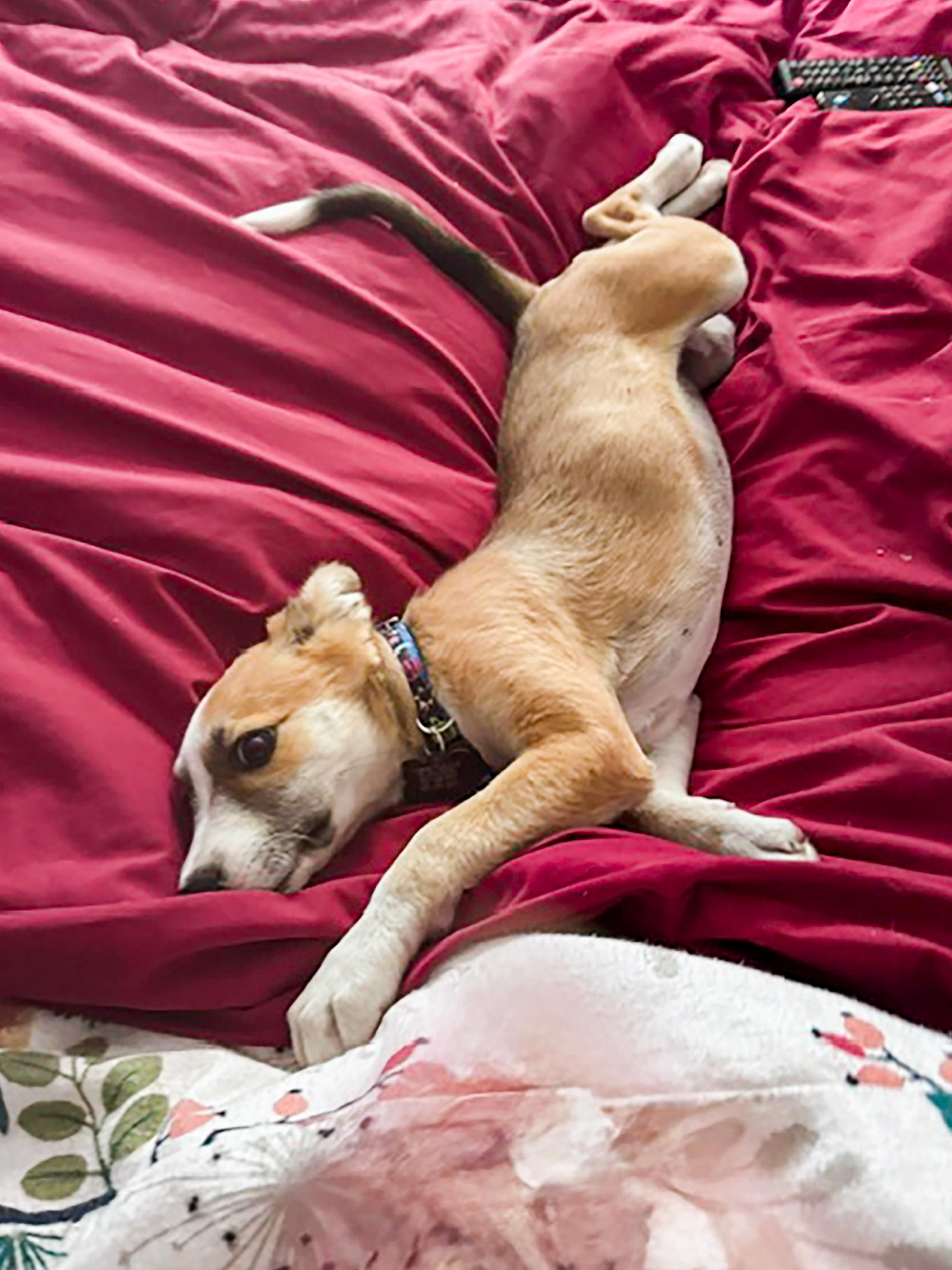 Sandy, an adopted mixed breed in Santa Rosa, CA image 1/3