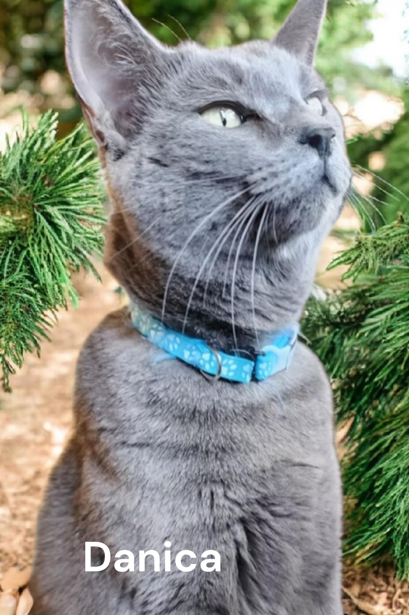 Enlarge Danica, a Adoptable Russian Blue in Newport News, VA image 1/3