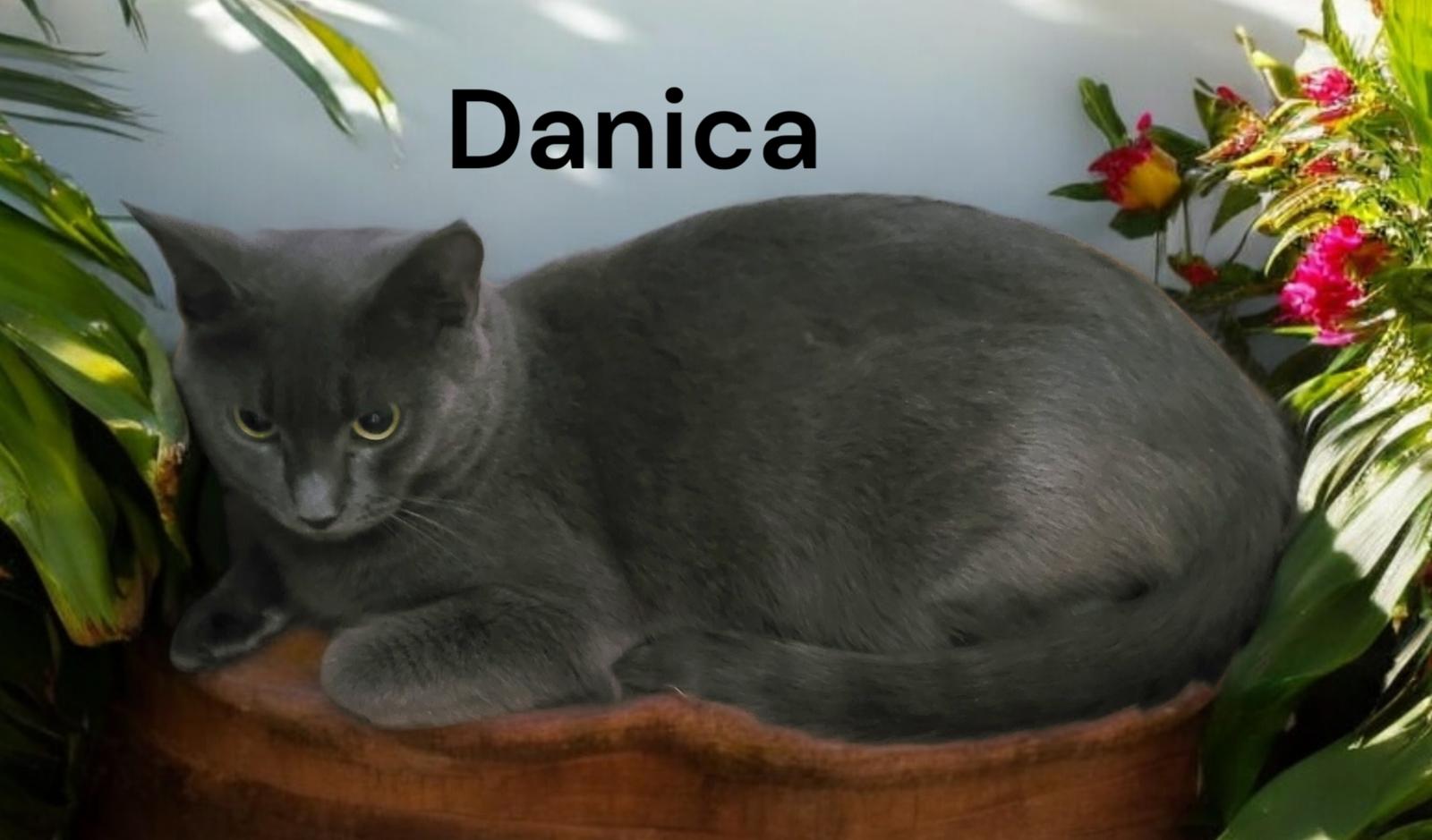 Enlarge Danica, a Adoptable Russian Blue in Newport News, VA image 2/3
