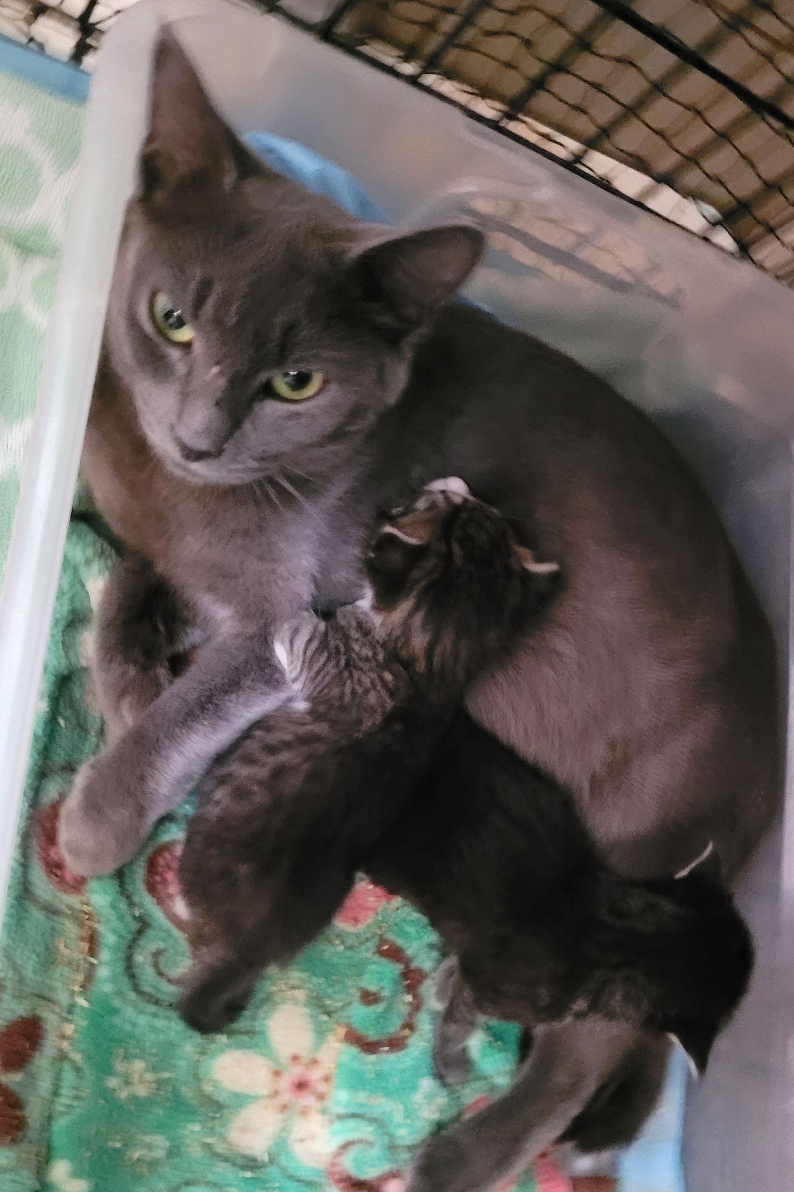 Enlarge Danica, a Adoptable Russian Blue in Newport News, VA image 3/3
