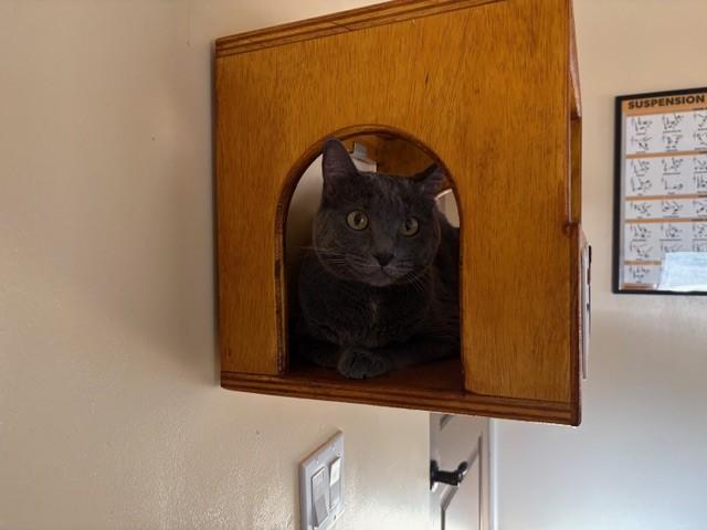 Enlarge Mercedes (bonded with Benz), a ADOPTABLE mixed breed in Mesa, AZ image 3/5