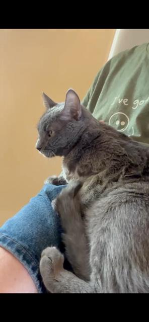 Enlarge Mercedes (bonded with Benz), a ADOPTABLE mixed breed in Mesa, AZ image 2/5