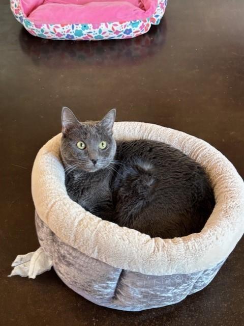 Enlarge Mercedes (bonded with Benz), a ADOPTABLE mixed breed in Mesa, AZ image 1/5