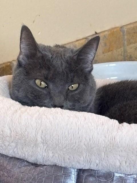 Enlarge Mercedes (bonded with Benz), a ADOPTABLE mixed breed in Mesa, AZ image 4/5