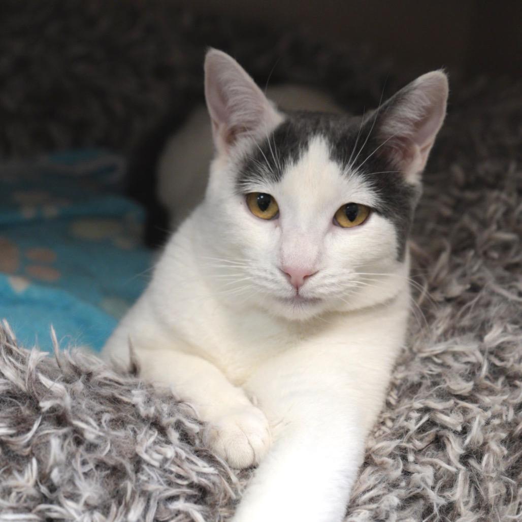 Serenity, Adoptable, Young Female Domestic Short Hair.