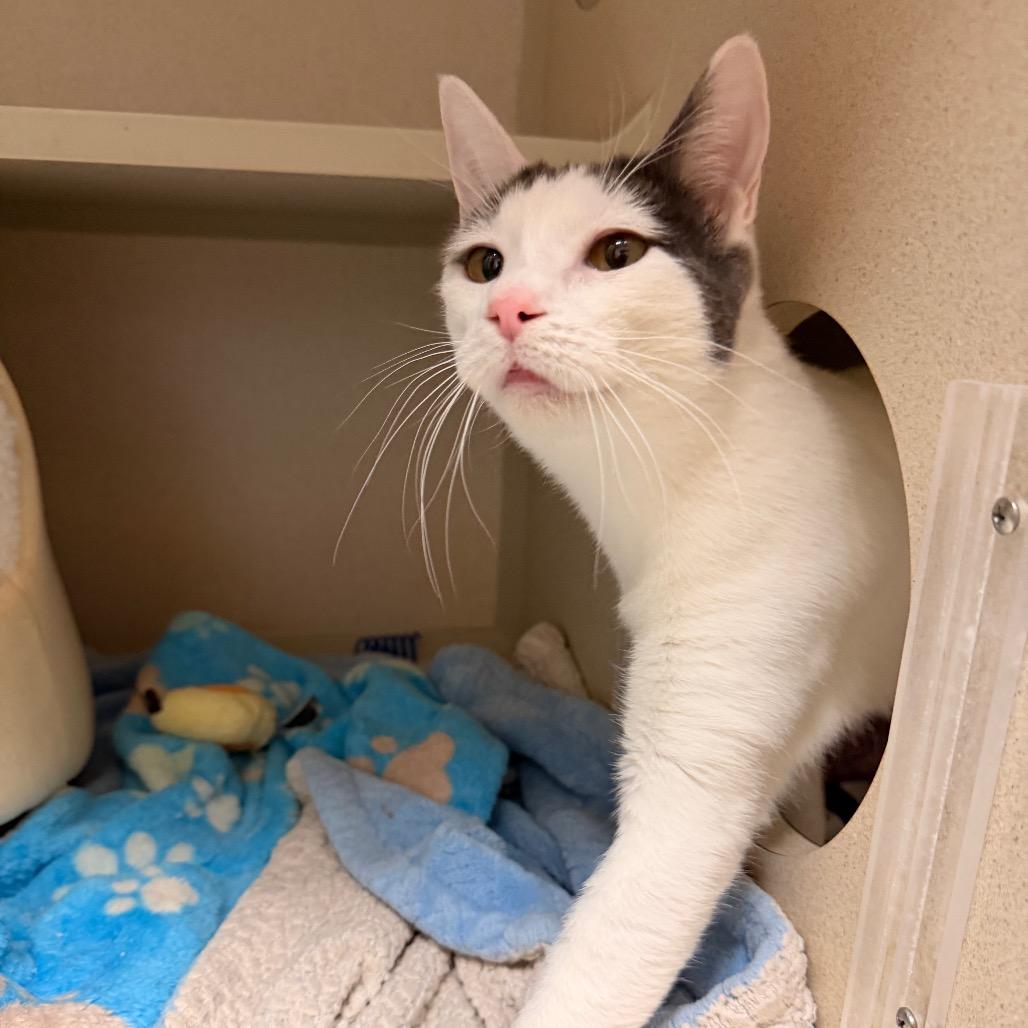 Serenity, a Adoptable Domestic Short Hair in Pagosa Springs, CO image 1/3