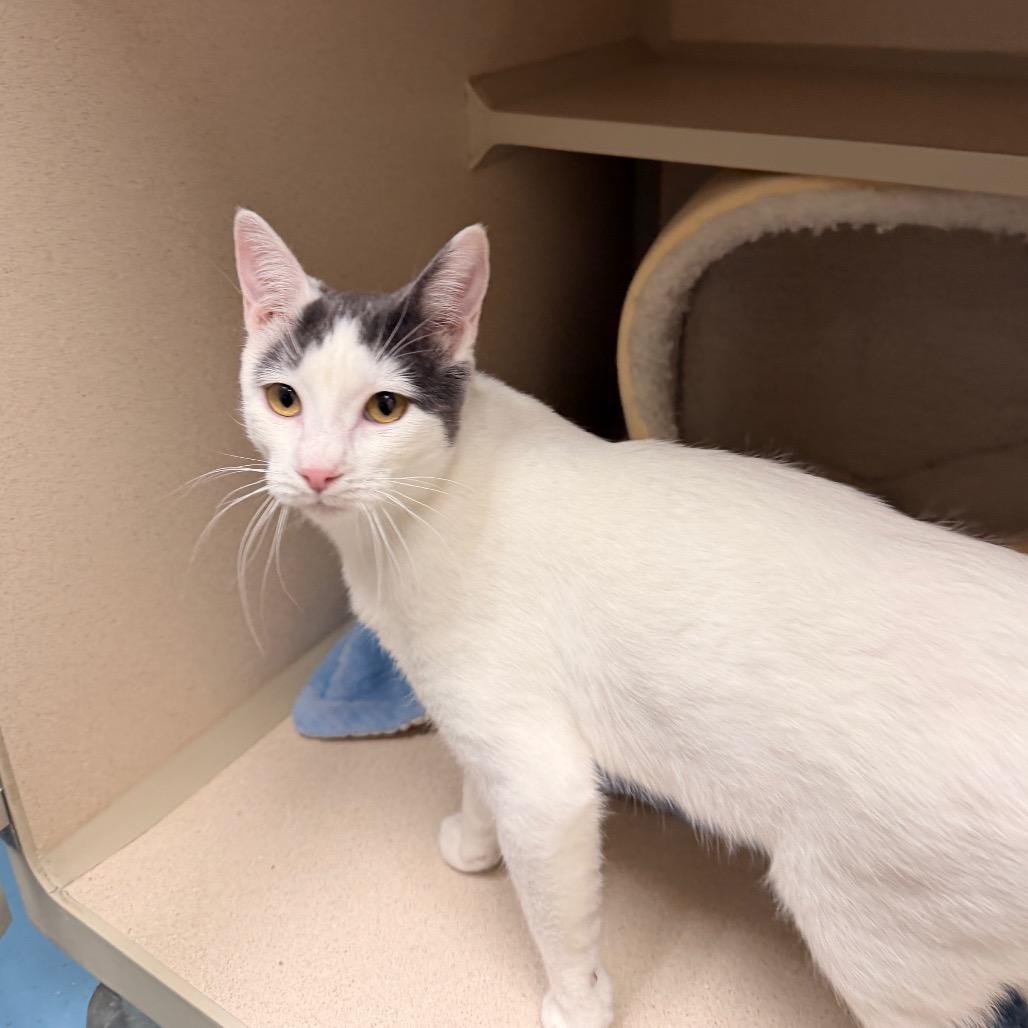 Serenity, a Adoptable Domestic Short Hair in Pagosa Springs, CO image 2/3