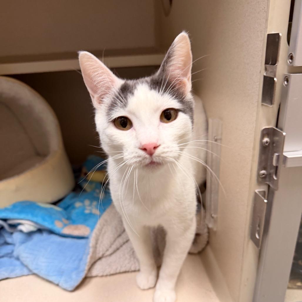 Serenity, a Adoptable Domestic Short Hair in Pagosa Springs, CO image 3/3