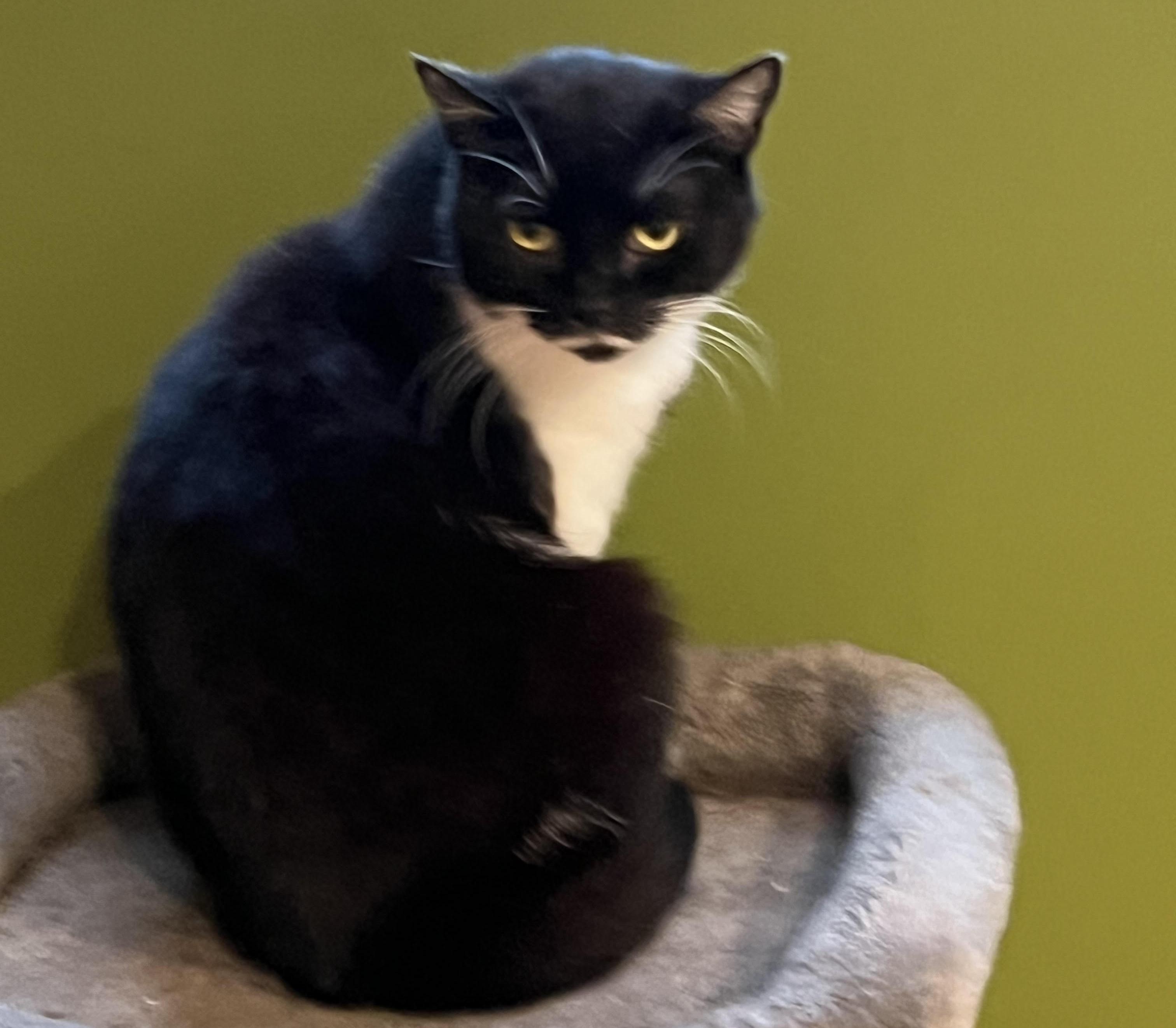 Enlarge Margie, a ADOPTABLE mixed breed in Latham, NY image 1/5