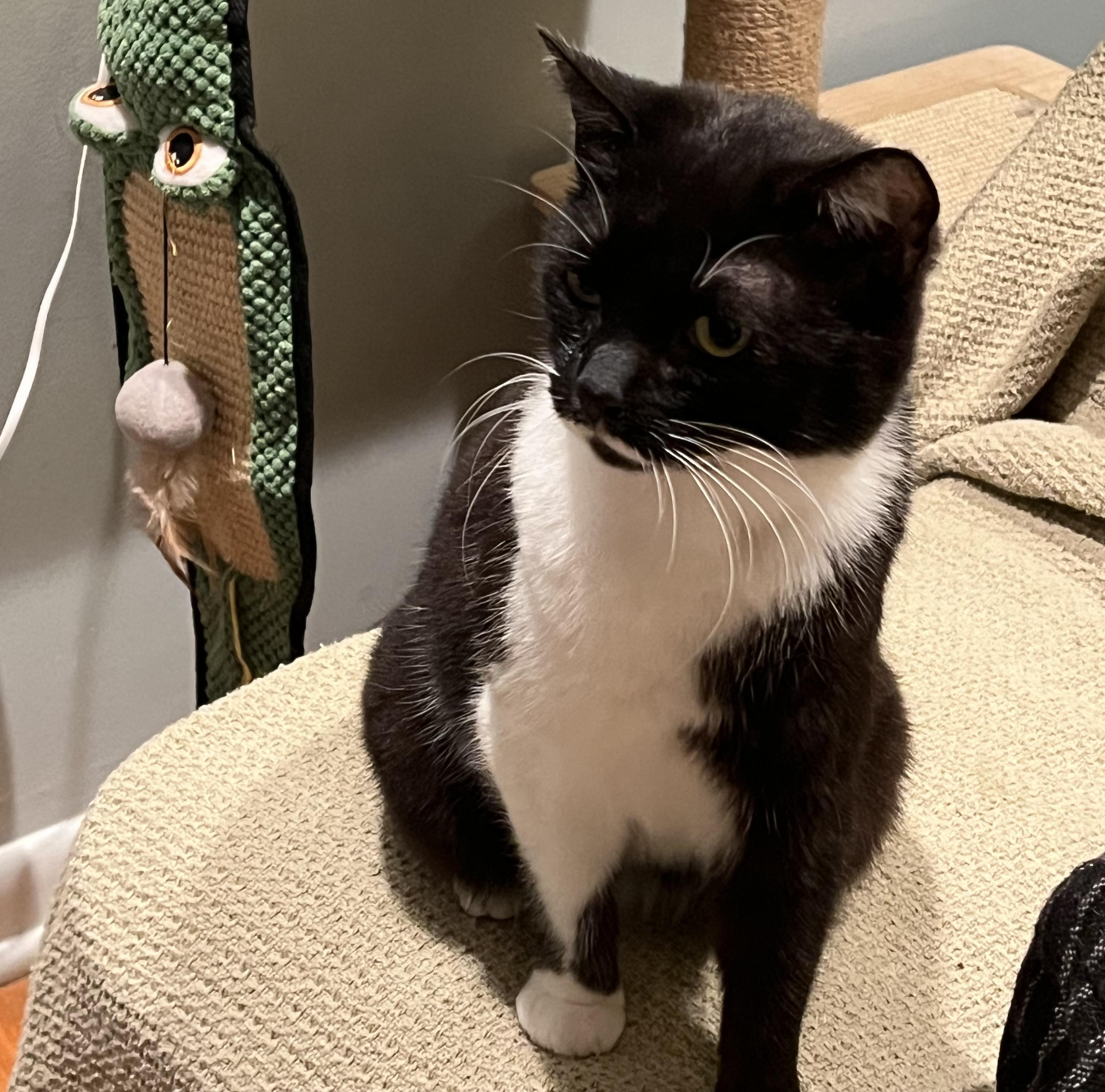Margie, ADOPTABLE, Adult Female Domestic Short Hair.