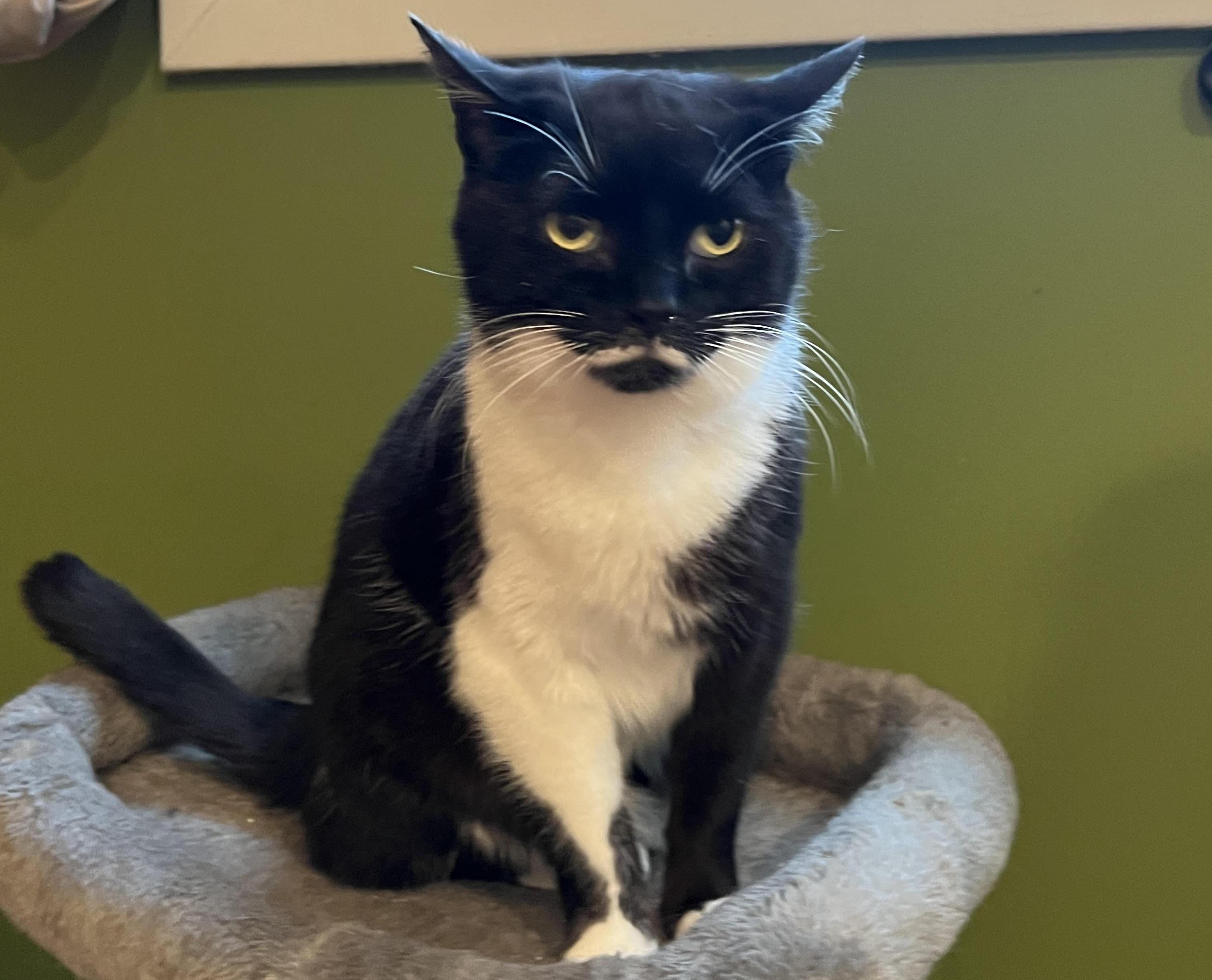 Enlarge Margie, a ADOPTABLE mixed breed in Latham, NY image 4/5