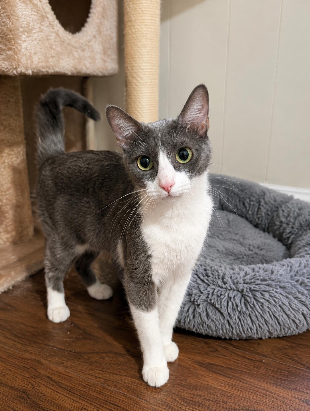 Enlarge Cara, a ADOPTABLE Domestic Short Hair in Mabank, TX image 1/1