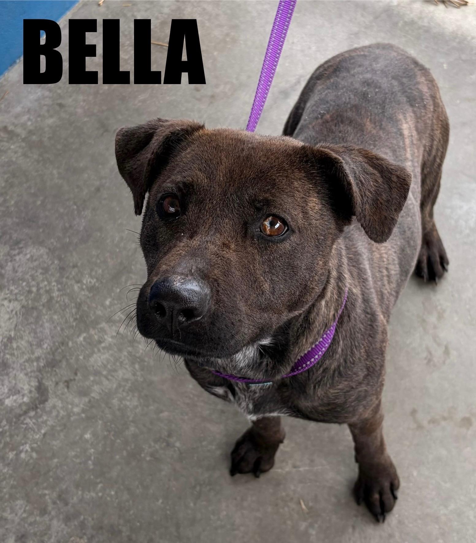 Bella , ADOPTABLE, Young Female Shepherd.