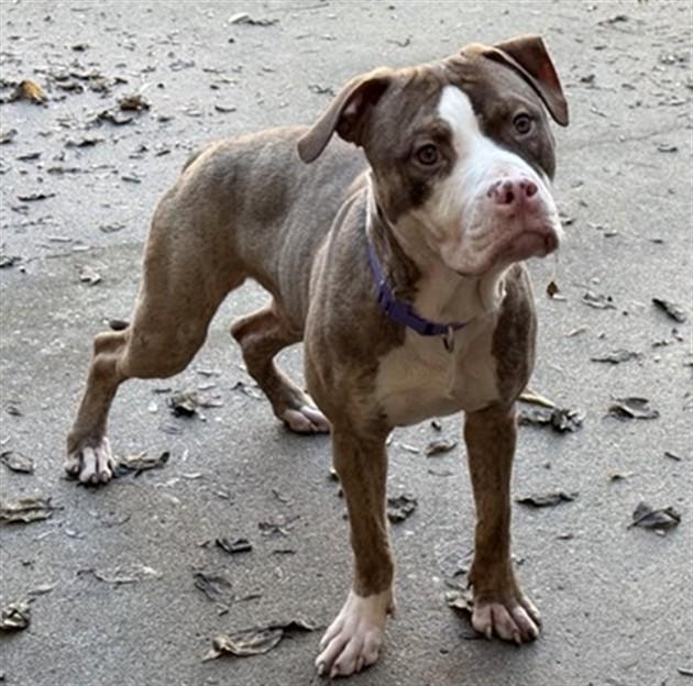 Enlarge COBBLER, a Adoptable mixed breed in Aurora, IL image 1/2