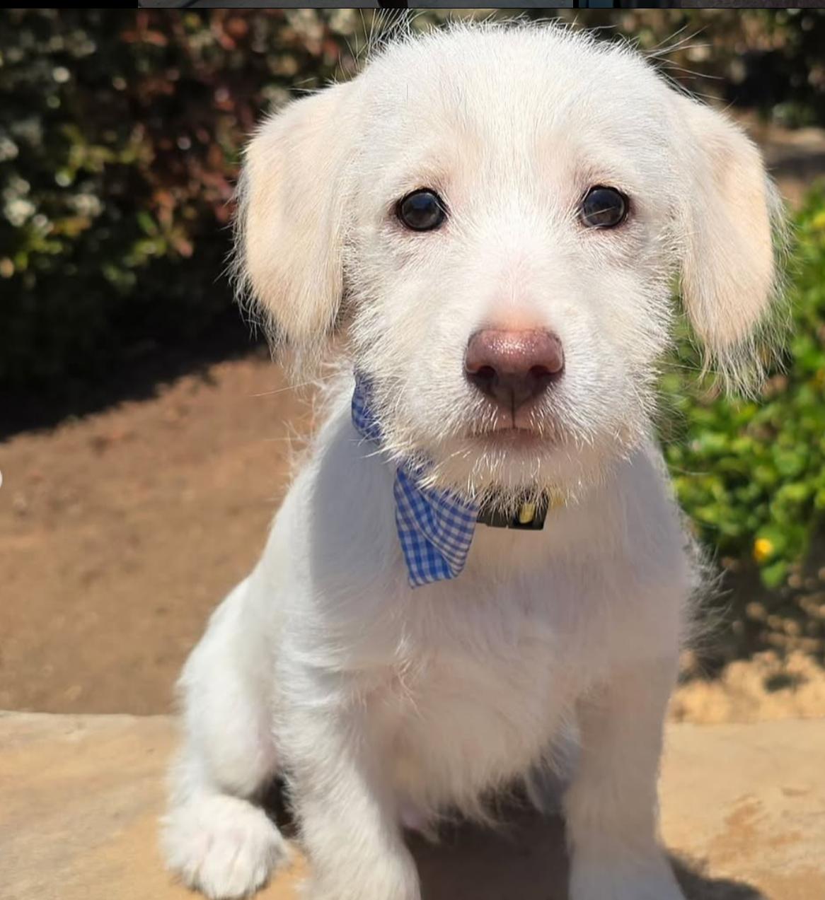 Enlarge Jax, a Adopted mixed breed in Beverly Hills, CA image 1/4