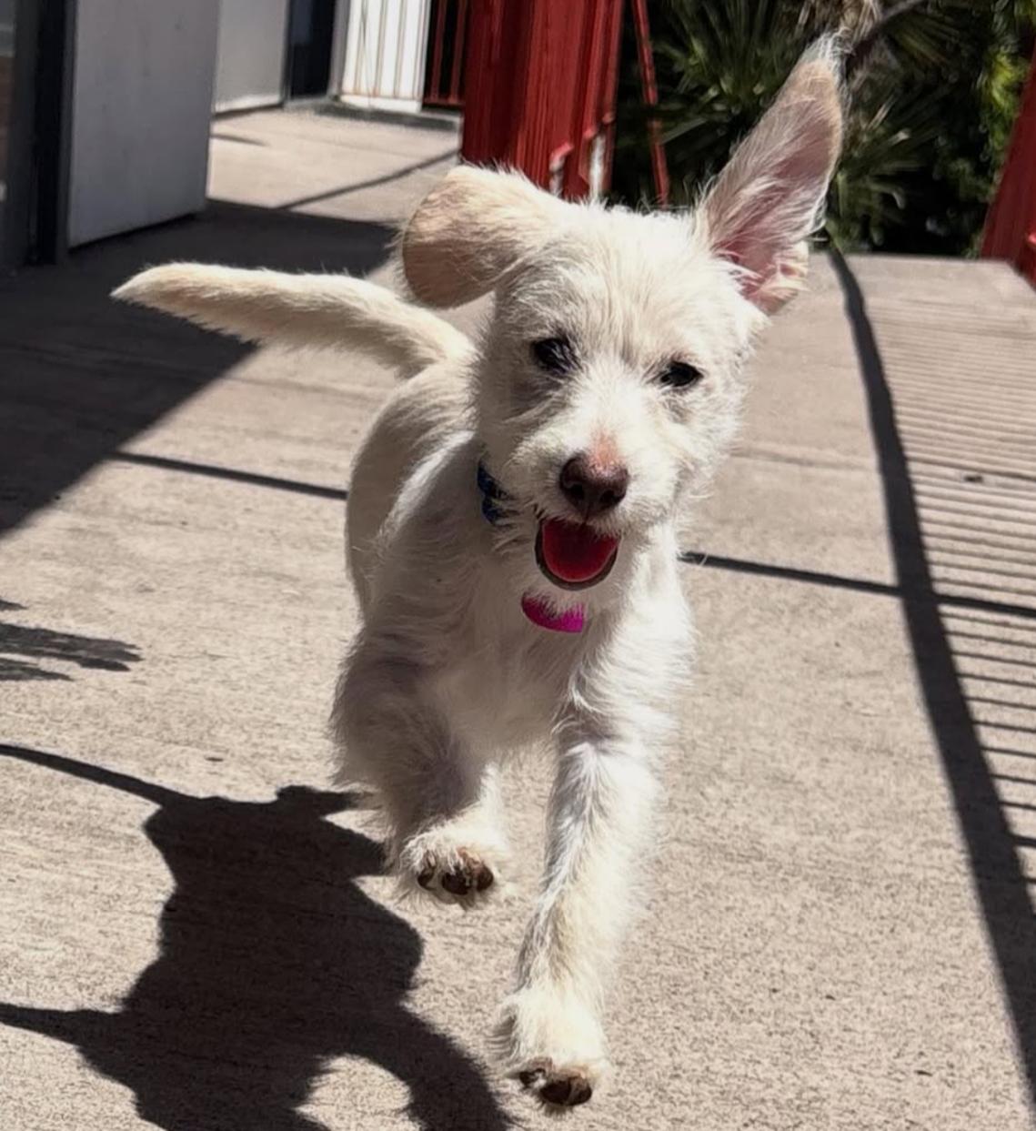 Enlarge Jax, a Adopted mixed breed in Beverly Hills, CA image 3/4