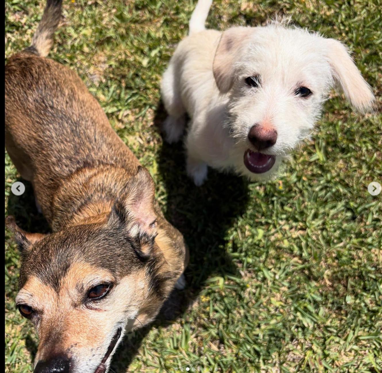 Enlarge Jax, a Adopted mixed breed in Beverly Hills, CA image 4/4
