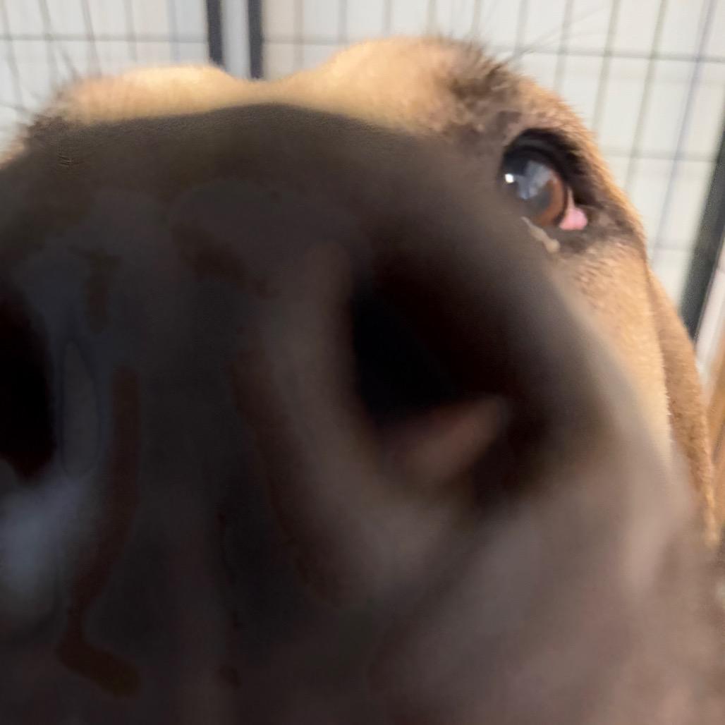 Lilo, Adoptable, Senior Female Mastiff.