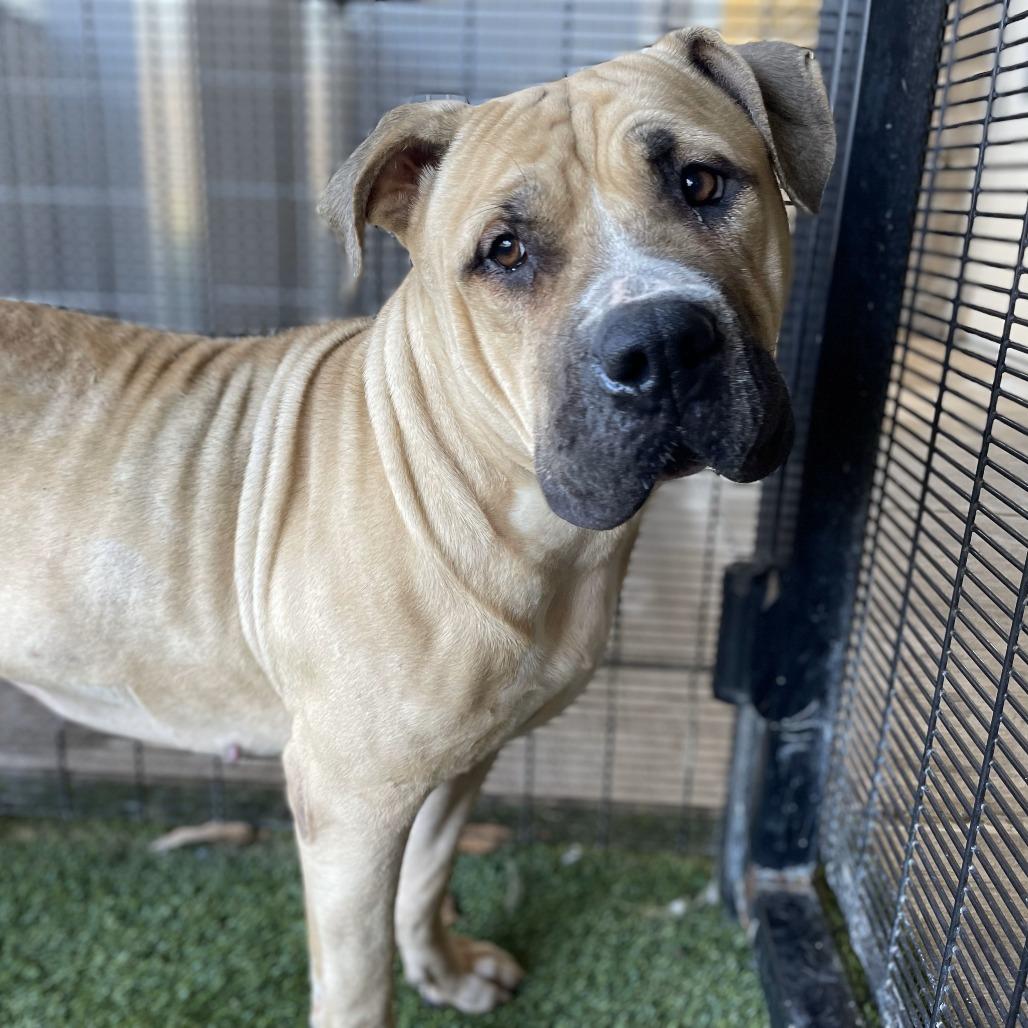 Enlarge Lilo, a Adoptable mixed breed in Madison, WI image 2/6