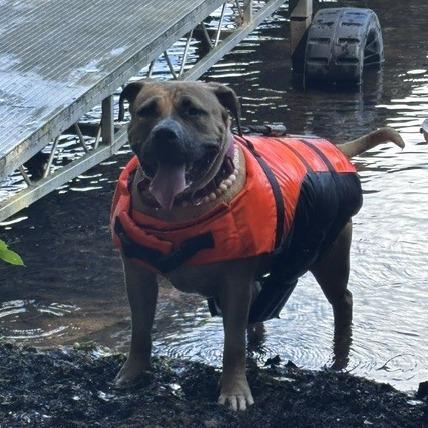 Enlarge Lilo, a Adoptable mixed breed in Madison, WI image 3/6