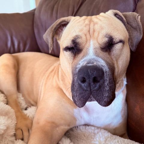 Enlarge Lilo, a Adoptable mixed breed in Madison, WI image 3/6