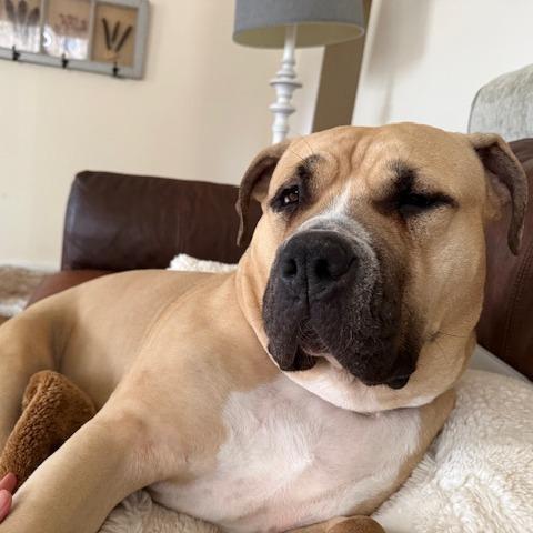 Enlarge Lilo, a Adoptable mixed breed in Madison, WI image 4/6