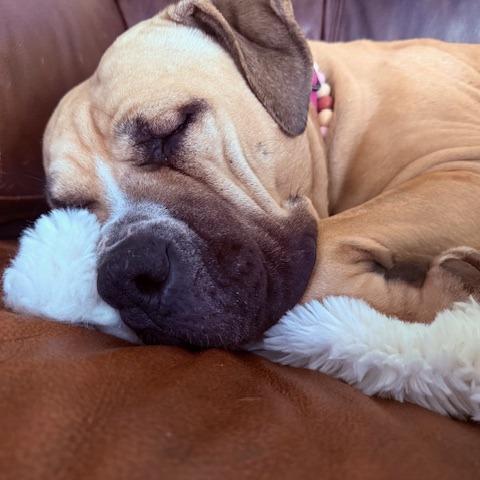 Enlarge Lilo, a Adoptable mixed breed in Madison, WI image 5/6