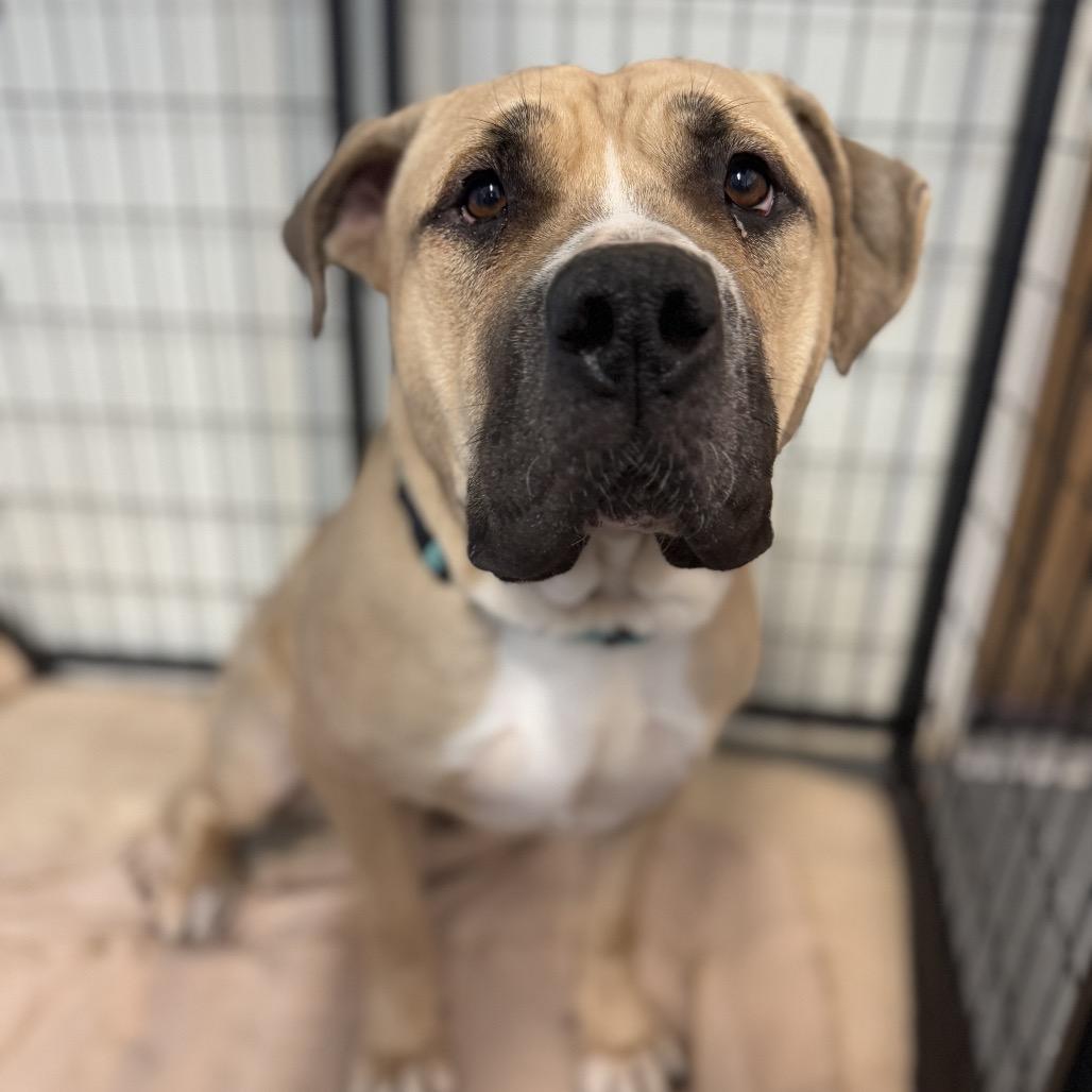 Enlarge Lilo, a Adoptable mixed breed in Madison, WI image 6/6