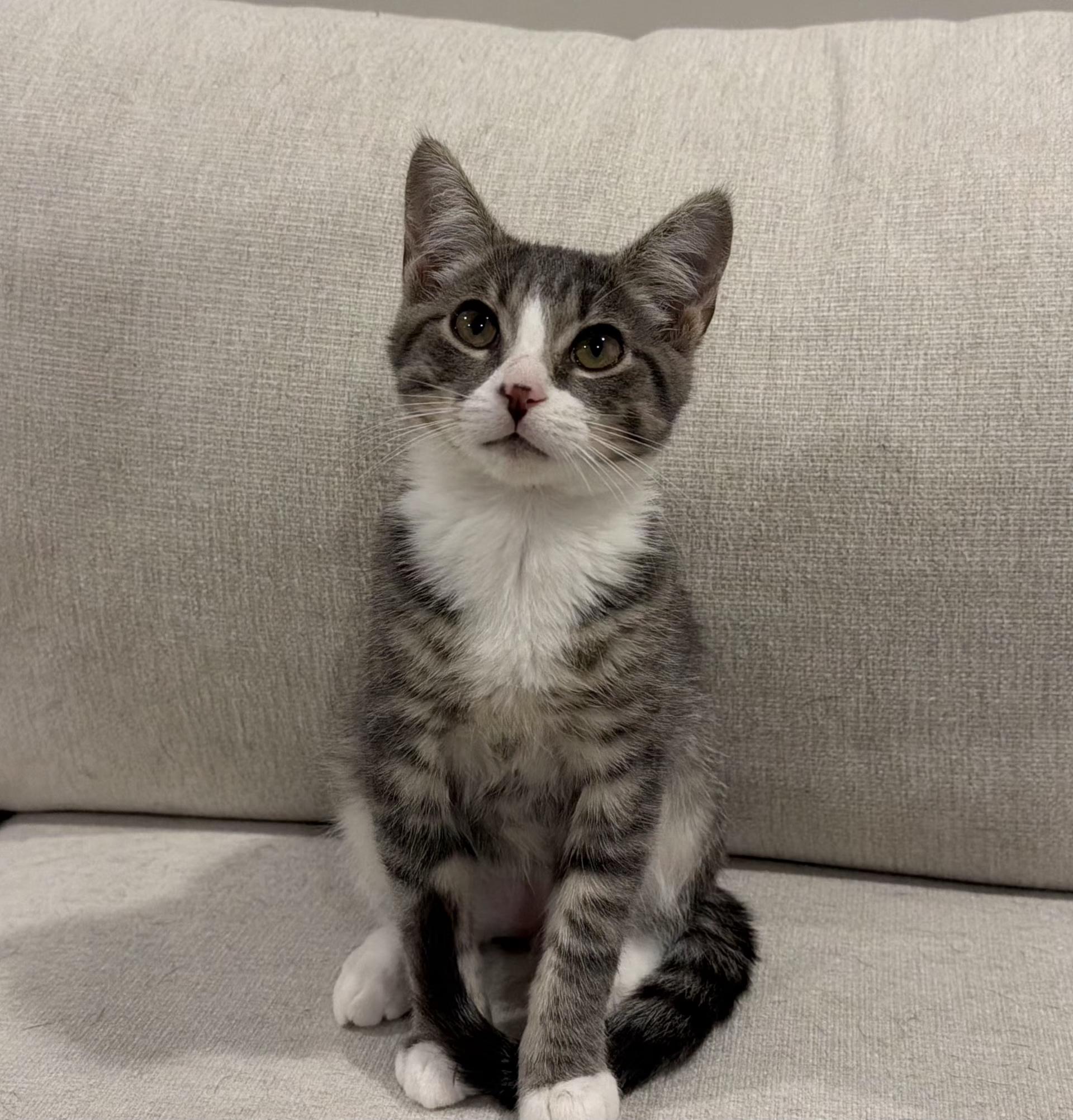 Enlarge Terrance, an adoptable Domestic Short Hair in Grove City, OH image 2/4