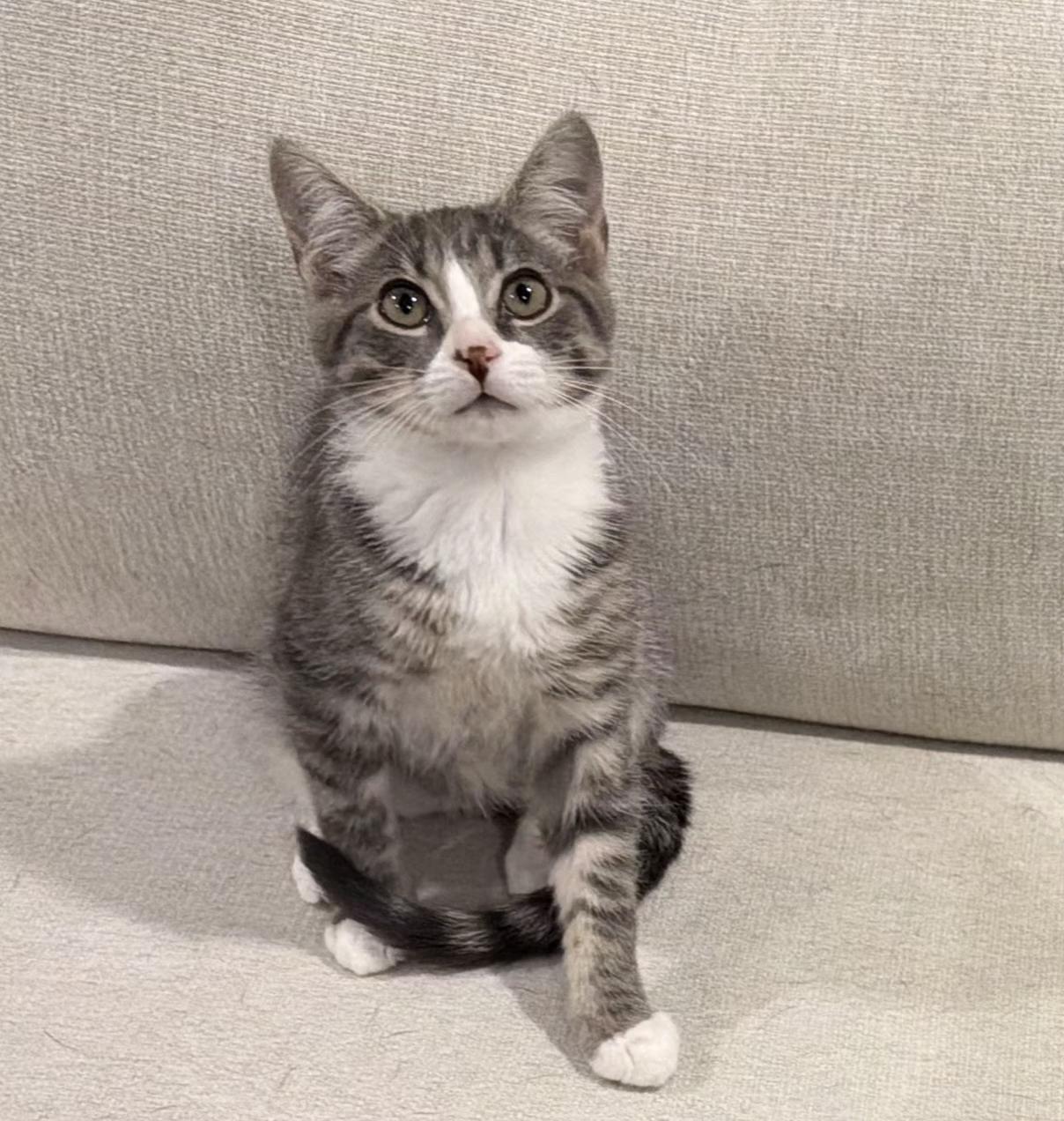 Terrance, adoptable, Kitten Male Domestic Short Hair.