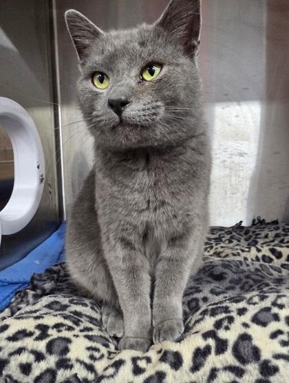 Elm, a Adoptable Domestic Short Hair in Shawano, WI image 1/3