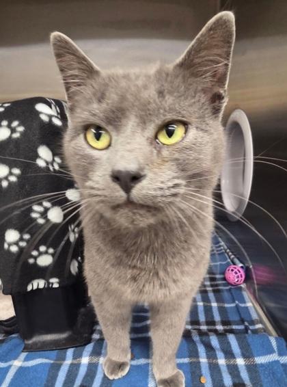Elm, Adoptable, Adult Male Domestic Short Hair & Domestic Short Hair.