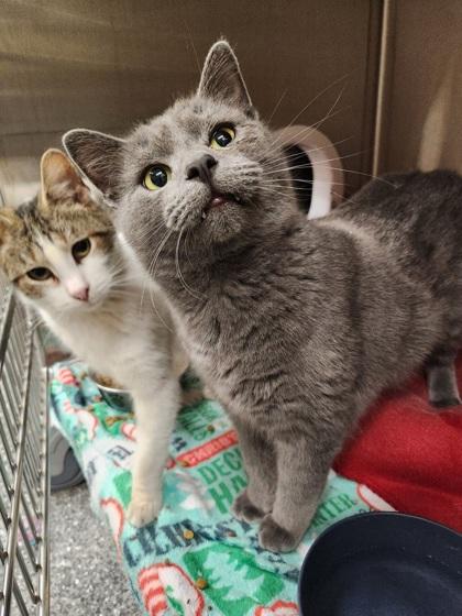 Enlarge Elm, a Adoptable Domestic Short Hair in Shawano, WI image 2/3