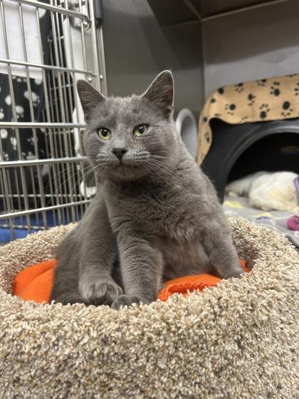 Elm, a Adoptable Domestic Short Hair in Shawano, WI image 3/3