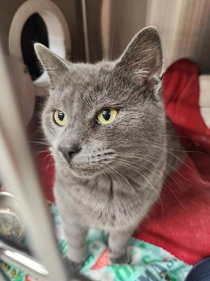 Enlarge Elm, a Adoptable Domestic Short Hair in Shawano, WI image 3/3