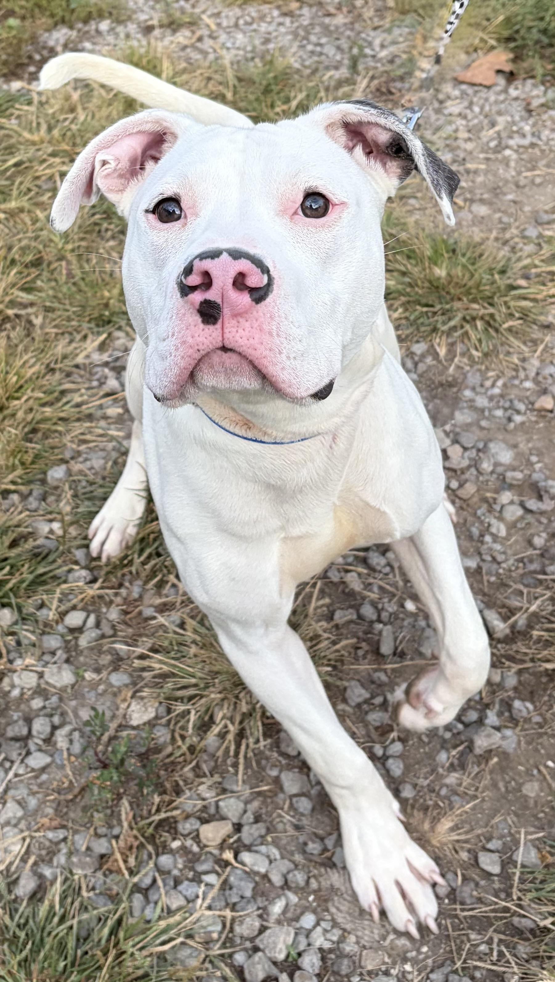 Enlarge Asher, a Adoptable Mixed Breed in McKeesport, PA image 5/6