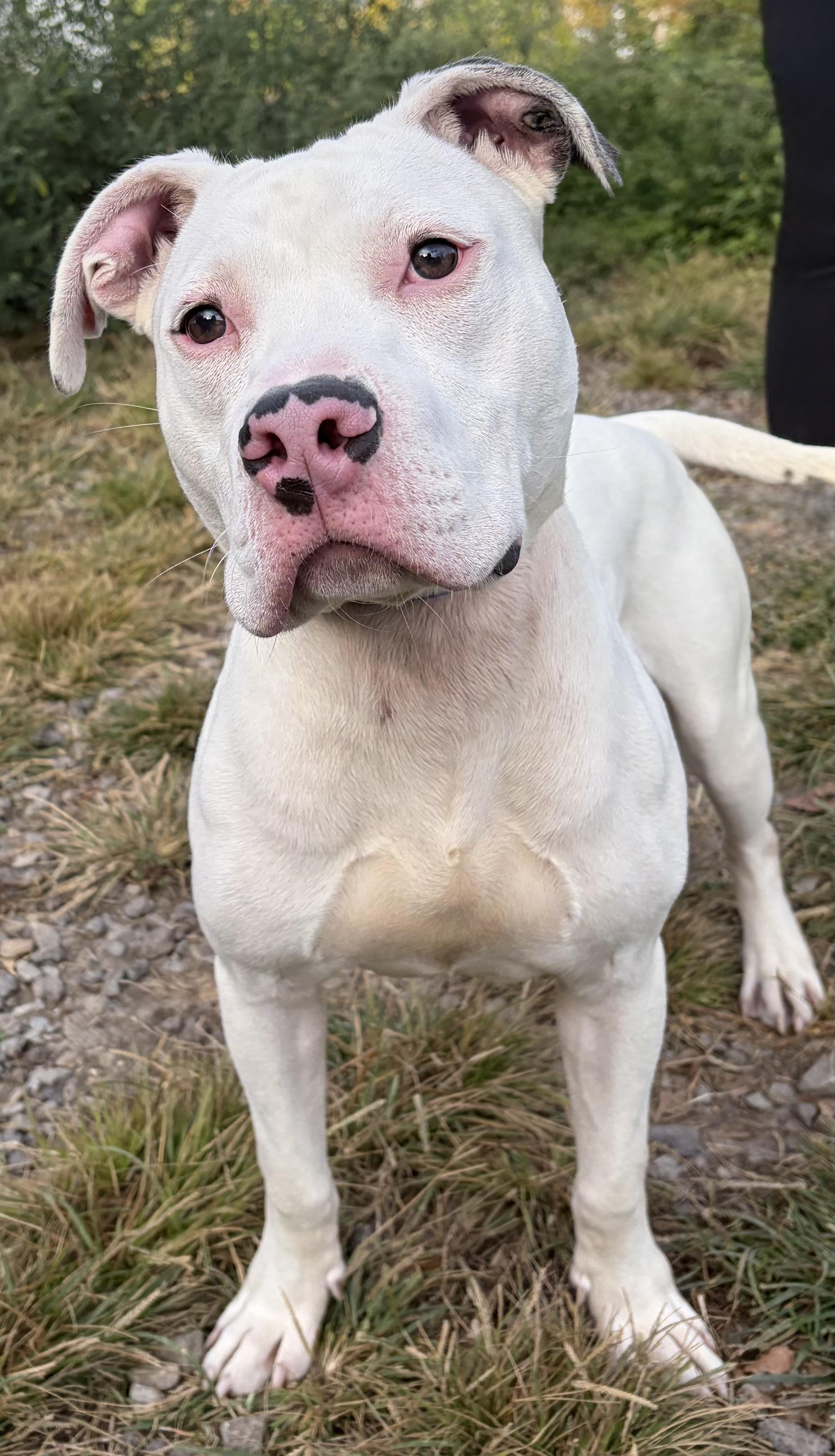 Asher, Adoptable, Young Male Mixed Breed.