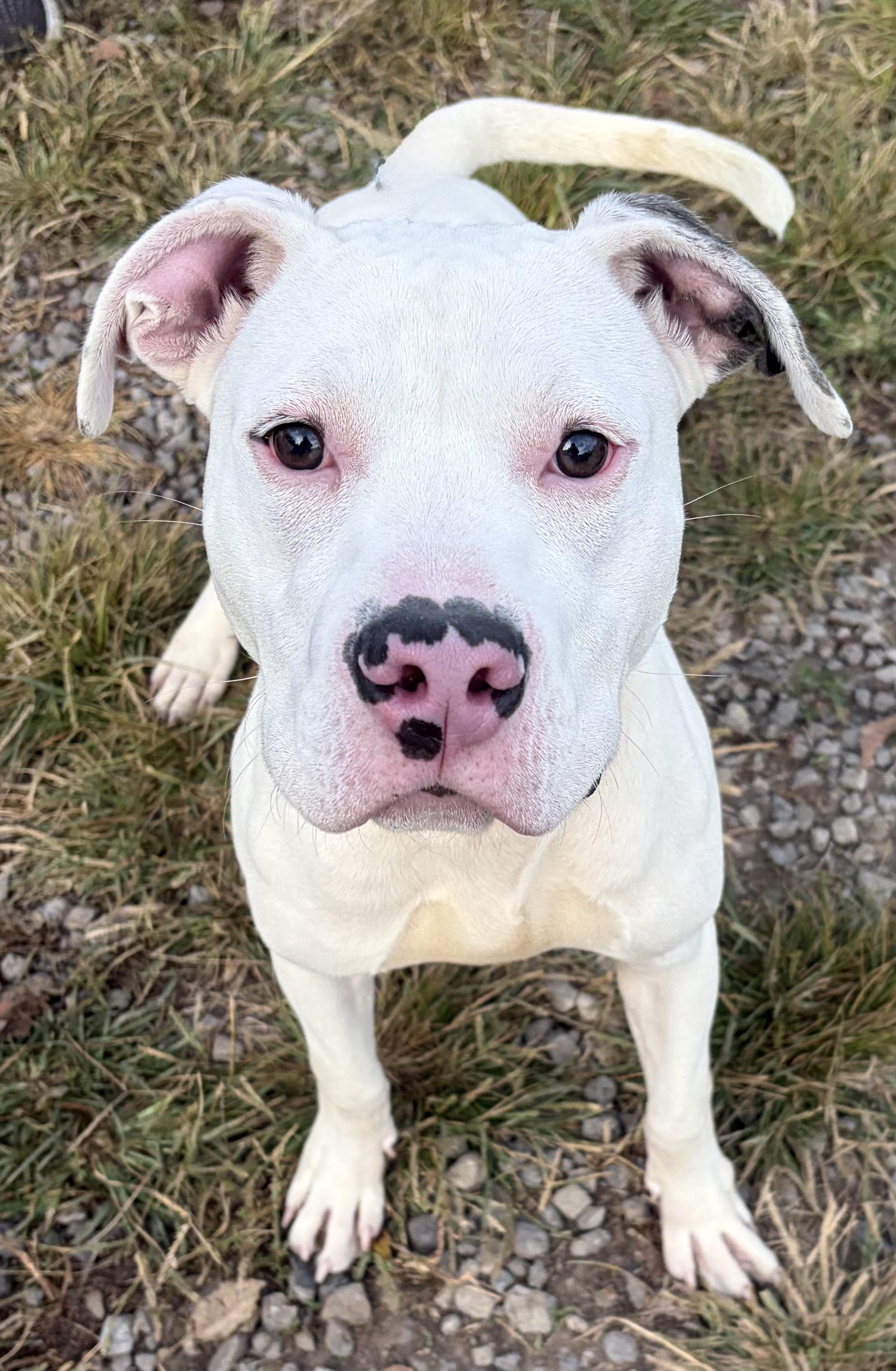Enlarge Asher, a Adoptable Mixed Breed in McKeesport, PA image 3/6