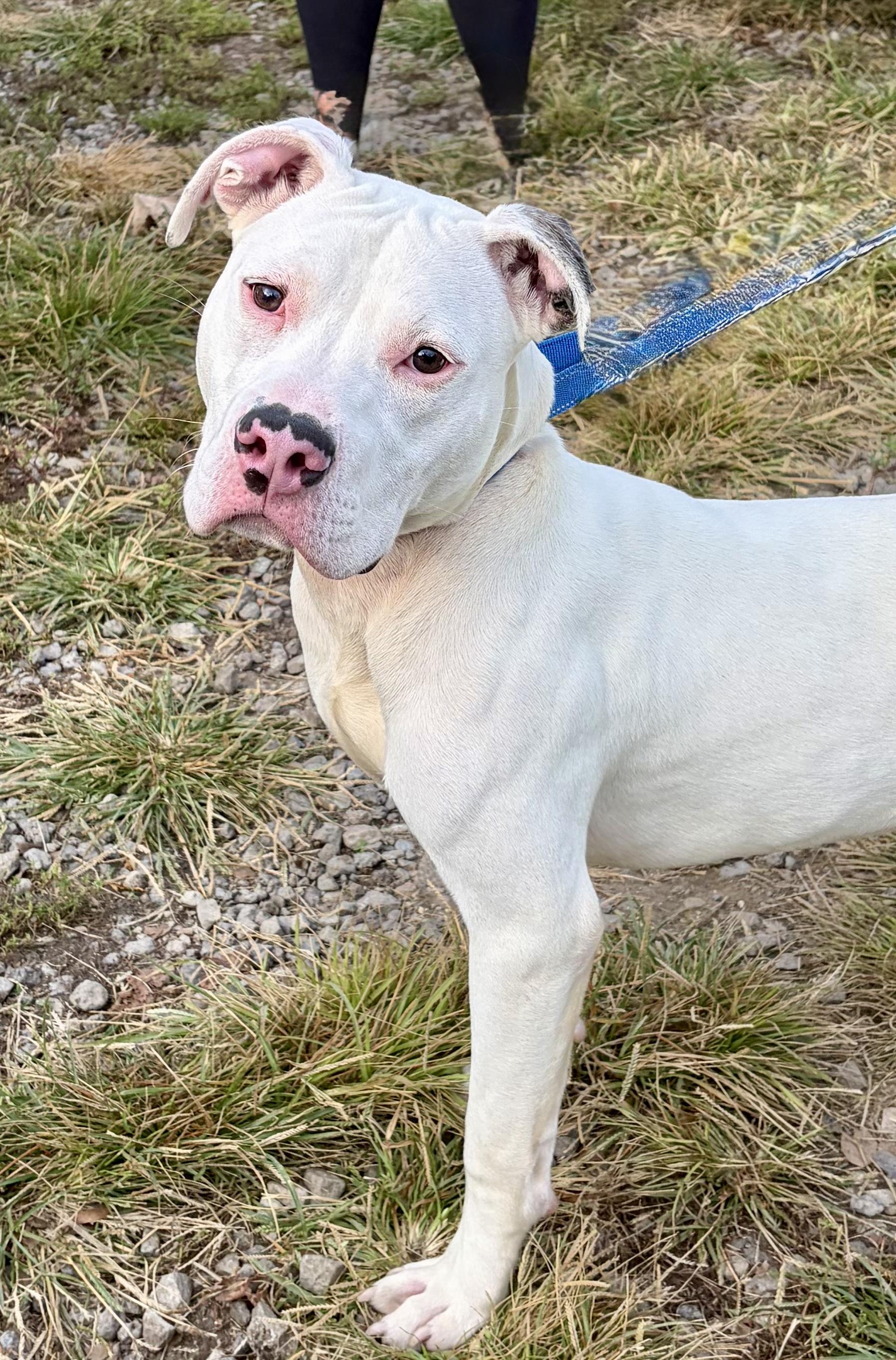 Enlarge Asher, a Adoptable Mixed Breed in McKeesport, PA image 6/6