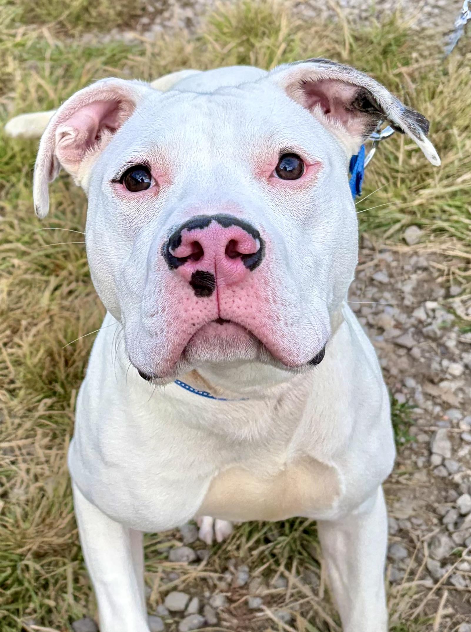 Enlarge Asher, a Adoptable Mixed Breed in McKeesport, PA image 2/6
