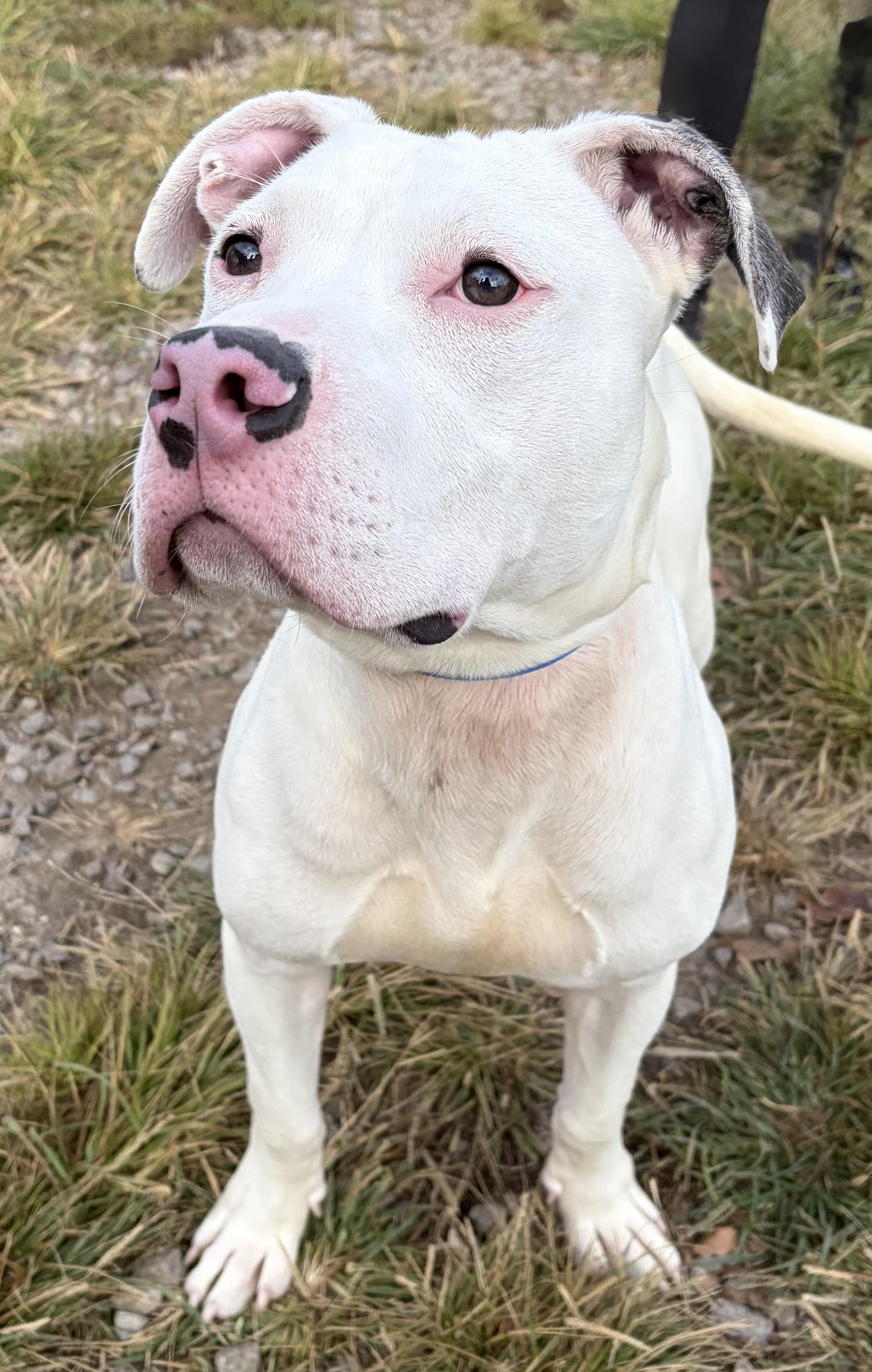 Enlarge Asher, a Adoptable Mixed Breed in McKeesport, PA image 4/6