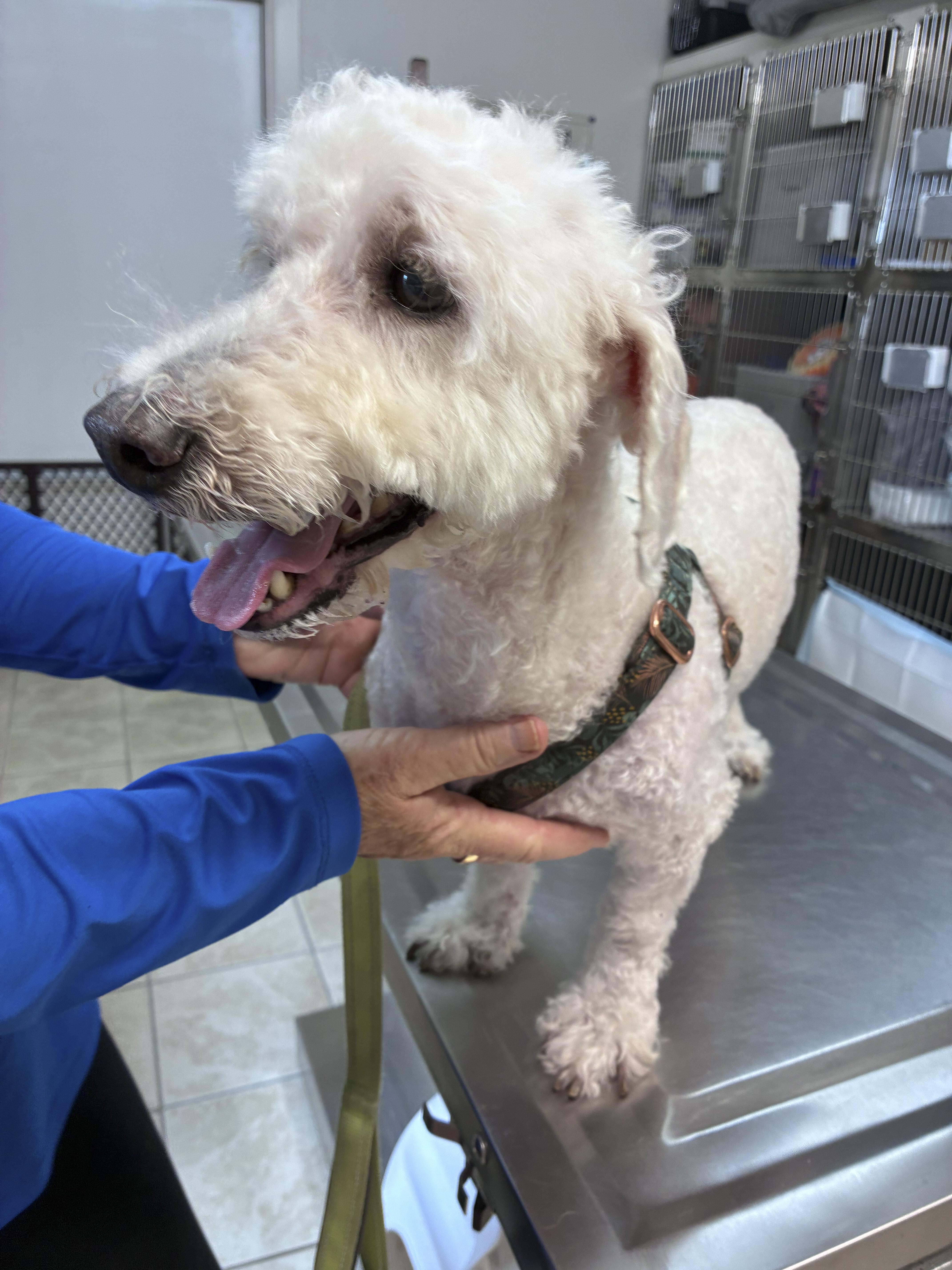Will, a ADOPTABLE mixed breed in Ruskin, FL image 3/4