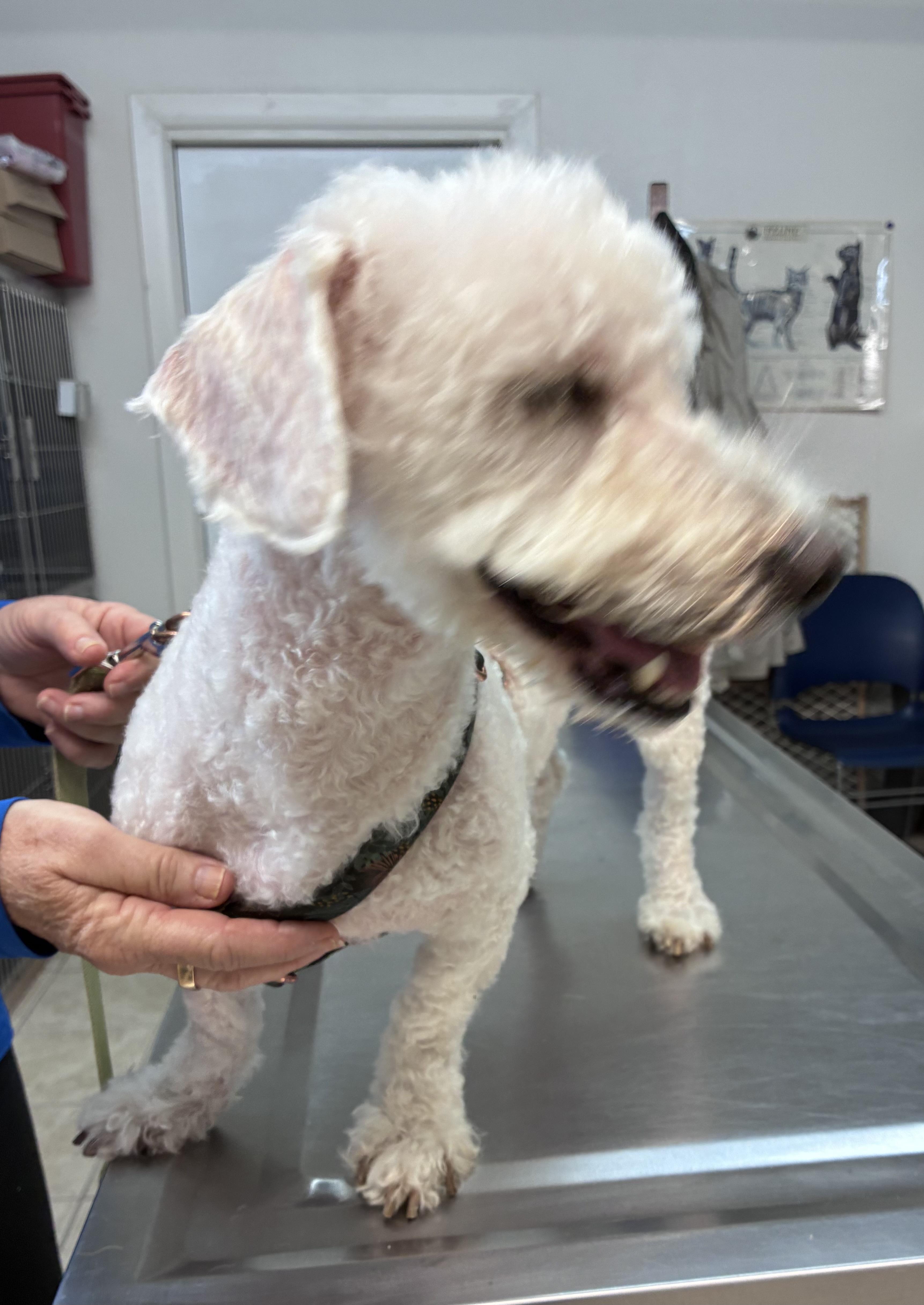 Will, a ADOPTABLE mixed breed in Ruskin, FL image 1/4