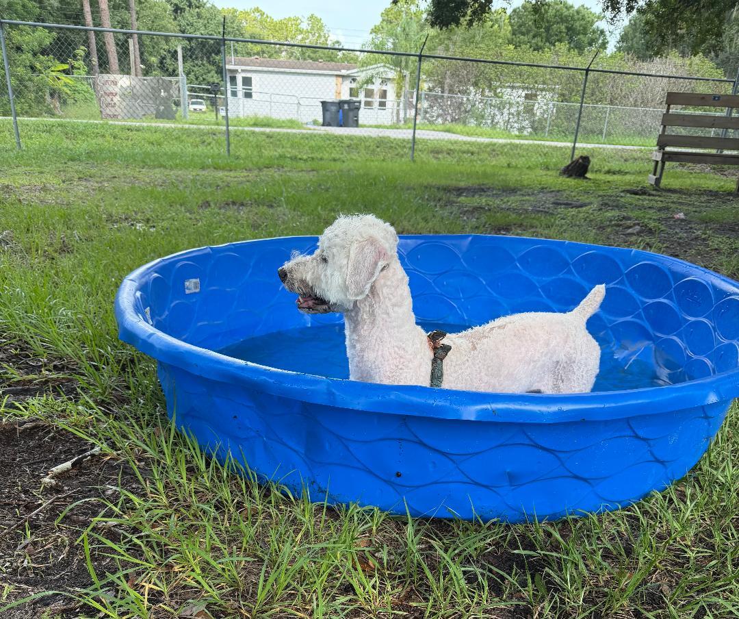 Will, a ADOPTABLE mixed breed in Ruskin, FL image 2/4